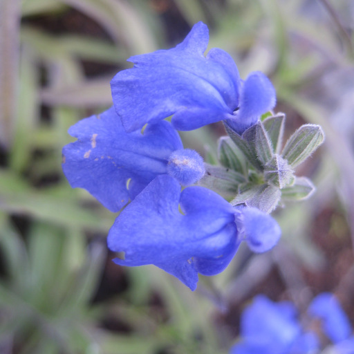 Salvia azurea